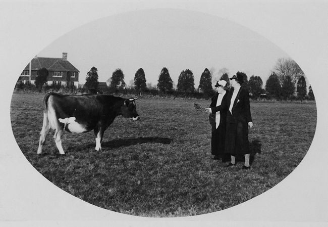 Black and white photo of two women holding out grass for a single cow in a field